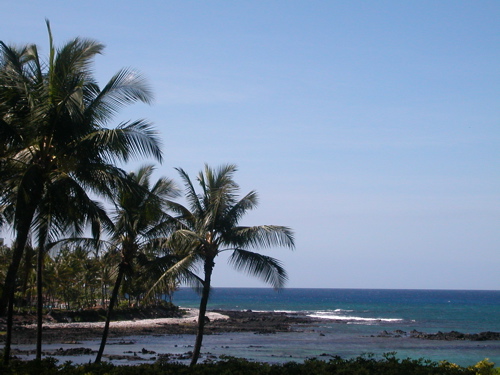 palm.jpg